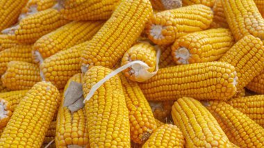 Heap of healthy yellow corn. ripe grains drying. Ripe corn grains on cob.