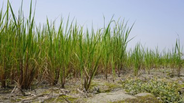 rice paddy field. cultivated green paddy field.