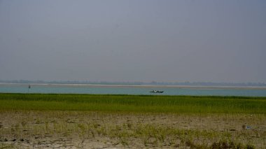 rice paddy field. cultivated green paddy field.