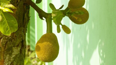 Jackfruit fruits in the tree.