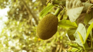 Jackfruit fruits in the tree.
