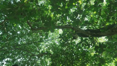 Green leaves of tree .leaves on a branch.