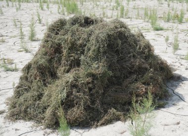 Green leaves of tree .leaves on a branch.