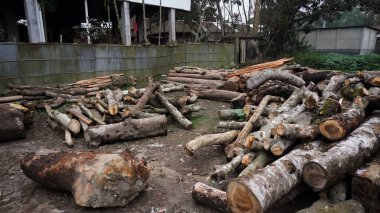 A pile of wood in sawmill. storage of timber in sawmill. Wood resources concept.