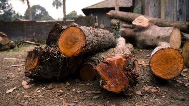 A pile of wood in sawmill. storage of timber in sawmill. Wood resources concept.