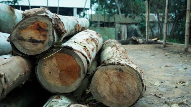 A pile of wood in sawmill. storage of timber in sawmill. Wood resources concept.