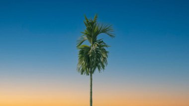 coconut tree against blue sky. Tree with coconuts.