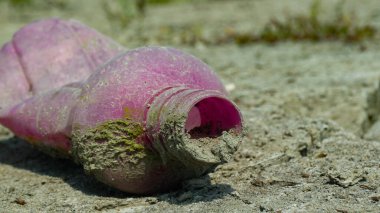 gıda, doğa, yaprak, sağlık, bahçe, yeşil, sebze, çiftlik, yemek, tarım, bitki, Asya, sağlıklı beslenme, sebze, doğal, organik, beslenme, yemek, mutfak, gurme, vitamin, yemek, malzeme, hasat, tohum, ekin, pazar, besleyici, fasulye,