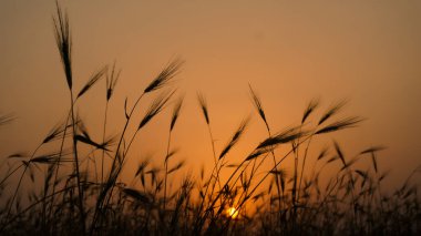 ears of wheat on sunset. crops field sunset wallpaper.