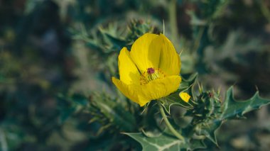 Closeup pumpkin flower. Look healthy pumpkin flower in the tree