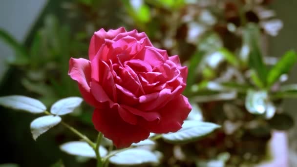 Blommor Ett Tecken Rjning Beautiful Rose Flower Bakgrund Blommande Ros — Stockvideo