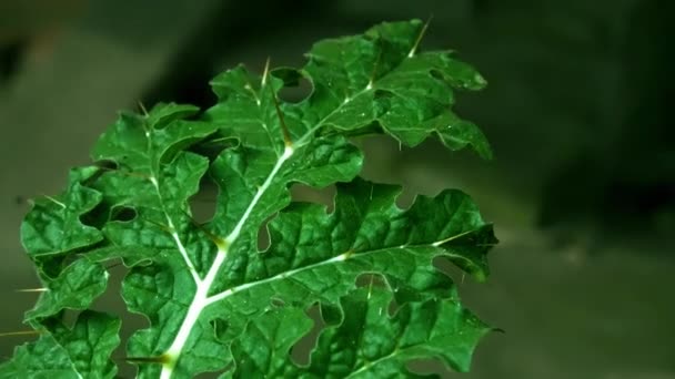 Blad Ett Huvudbihang Till Stammen Kärlväxt Gröna Blad Regndag Tropisk — Stockvideo