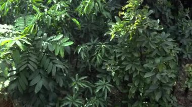 Güneş tutulmasına bakıyorum ve ışık huzmeleri Köy Ağacı 'ndan süzülüyor