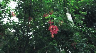 Yaprakların arasında açan kırmızı çiçekli yemyeşil bir bahçe. Yapraklar yoğundur, dingin ve doğal bir atmosfer yaratır..