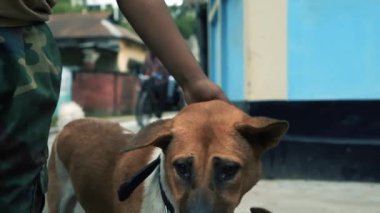 Siyah yakalı kahverengi bir köpeği okşayan bir insan. Bu arada yanında başka bir köpek duruyor. Sahne, açık havada mavi duvarlı bir binanın yanında görünüyor..