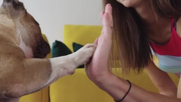 Mujer Joven Jugando Con Perro Perro Empuja Pata Palma Mano — Vídeo de stock