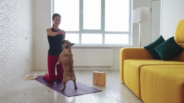 Тонка Жінка Тренує Свого Собаку Вітальні Середній Постріл — стокове відео
