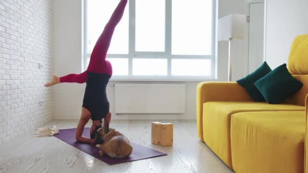 一个瘦瘦的女人站在她的头上 用她的腿 她的宠物狗坐在她旁边的瑜伽垫上 — 图库视频影像
