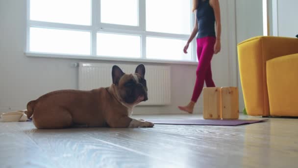 Cute French Bulldog Dog Sienta Junto Una Esterilla Yoga Una — Vídeo de stock