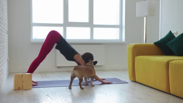 一个瘦小的女人在客厅里用瑜伽垫做运动 她的宠物狗绕着她转 — 图库视频影像