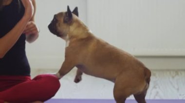 Fransız bulldoguyla oynayan bir kadın. Orta çekim