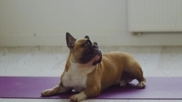 Lindo Bulldog Francés Sienta Una Esterilla Yoga Una Mujer Acerca — Vídeo de stock