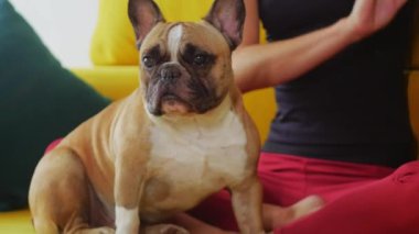 Sarı koltukta evcil köpeğiyle oturan bir kadın. Orta çekim