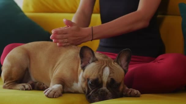 Una Mujer Masajea Mascota Bulldog Francesa Sentada Sofá Amarillo Mid — Vídeo de stock