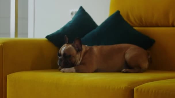 Roztomilý Pes Francouzský Buldok Odpočívající Žluté Pohovce Střední Snímek — Stock video
