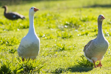 Yeşil çimlerin üzerinde yürüyen kazlar. Orta çekim