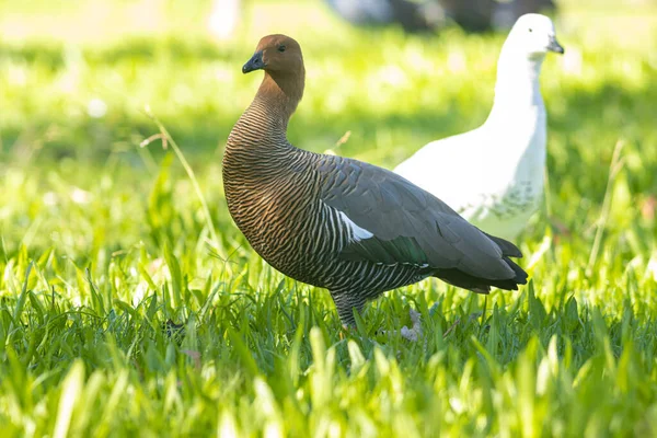 stock image Brown and white upland gooses standing on green grass. Mid shot