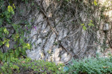 Asma bahçedeki bir taşın etrafına sarılmış. Orta çekim