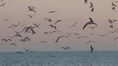 Denizin üzerinde uçan martı sürüsü. Orta çekim