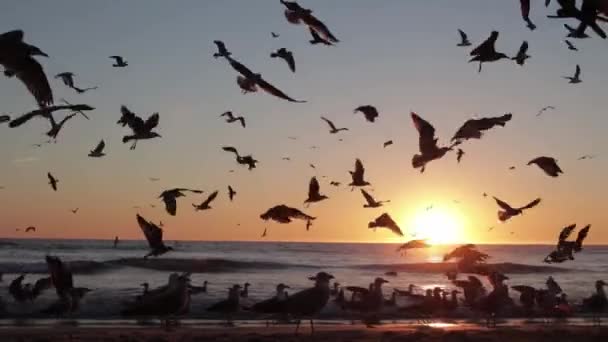 日落时海鸥在海滩上飞翔 — 图库视频影像