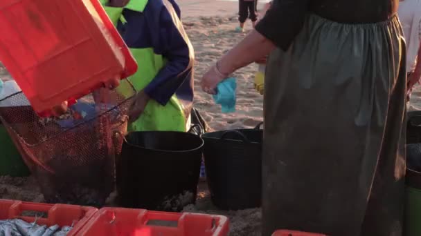 人々はさらに販売のためにビーチの袋に魚や他の水中でキャッチを置きます ミッドショット — ストック動画