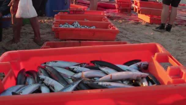 Folk Packar Fångad Fisk Från Röda Containrar Till Påsarna Stranden — Stockvideo