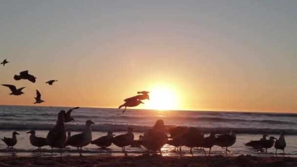 Σμήνος Από Γλάρους Στην Παραλία Ηλιοβασίλεμα Μεσαίο Πλάνο — Αρχείο Βίντεο