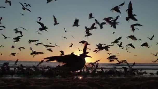 Turuncu Gün Batımında Sahilde Martı Sürüsü Orta Çekim — Stok video