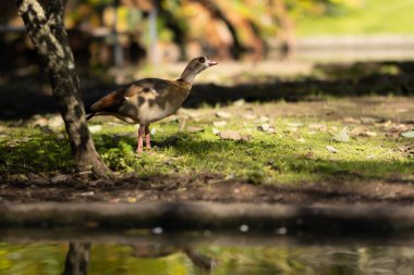 Yeşil parktaki Mısırlı kaz. Orta çekim