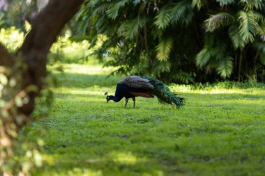 Yeşil bir arazide tavus kuşu ıslık çalıyor. Orta çekim