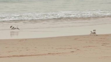 Two domestic dogs playing by the ocean. Mid shot