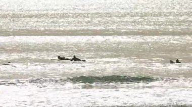 People float on the waves on surfboards. Mid shot