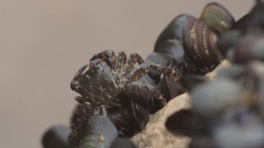 A little crab tries to open a mussel shell. Mid shot