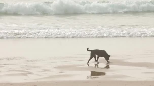 Svart Hund Går Stranden Vid Havet Mittskott — Stockvideo