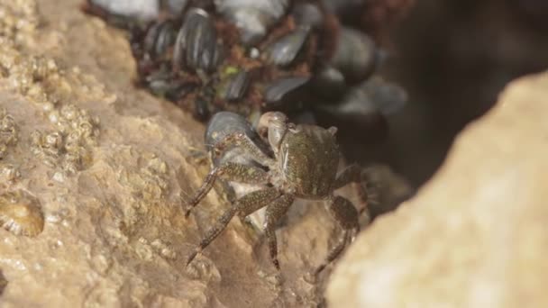 Small Crab Tries Open Mussel Shell Mid Shot — Video Stock