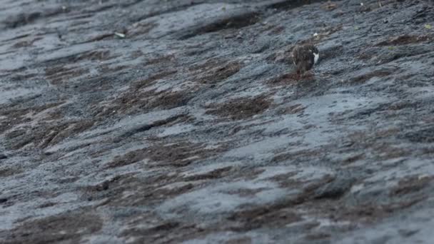 Shorebird Walking Surface Pecking Mid Shot — Vídeo de Stock