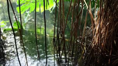 Rain dripping on the water surface in the botanical garden. Mid shot