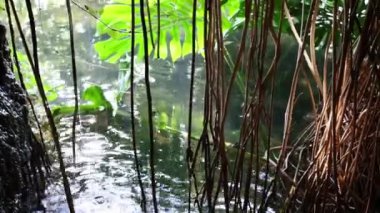 Rain dripping on the water in the botanical garden. Mid shot