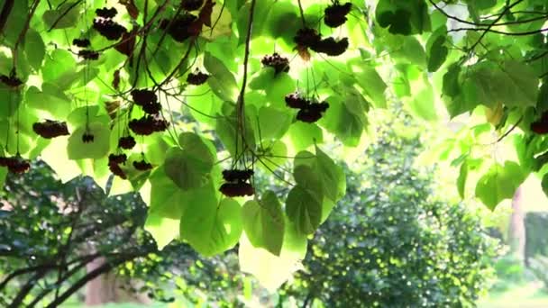 Green Leaves Trees Summer Sunny Garden Mid Shot — Video Stock