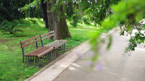 Benches Green Park Empty Walking Path Static Shot — Stockvideo
